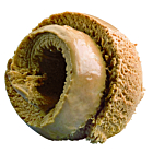 Devon Coffee Flavoured Ice Cream