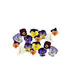 Fresh Micro Edible Flowers Viola