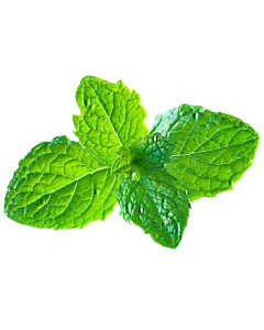 Fresh Mint