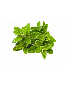 Fresh Marjoram