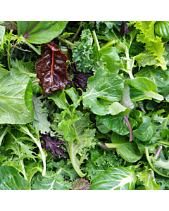 Mixed Baby Leaf Salad