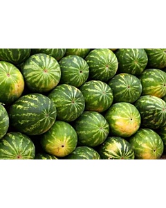 Fresh Watermelon