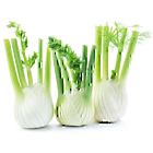 Fresh Fennel Bulbs