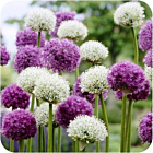 Fresh Allium Flowers Purple and White